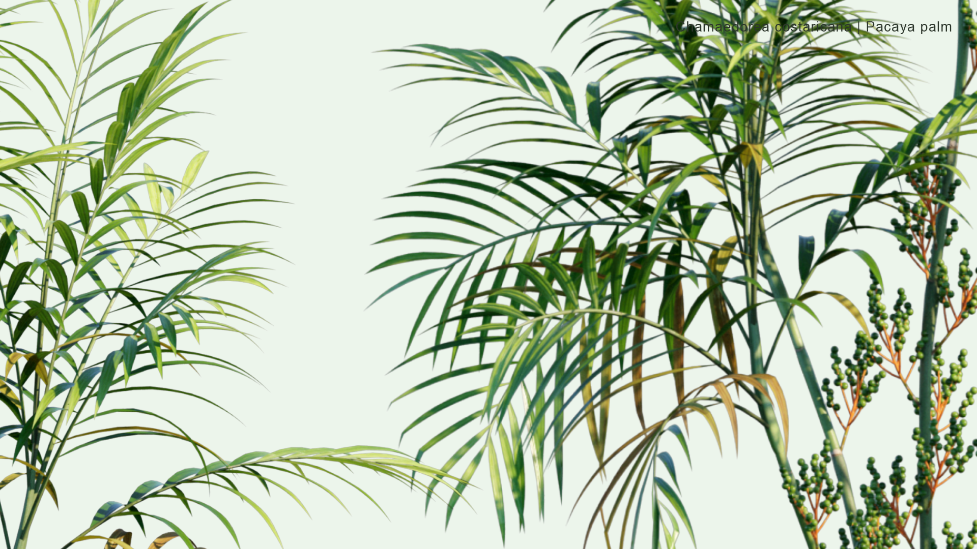 2D Chamaedorea Costaricana - Pacaya Palm, Costa Rica Bamboo Palm