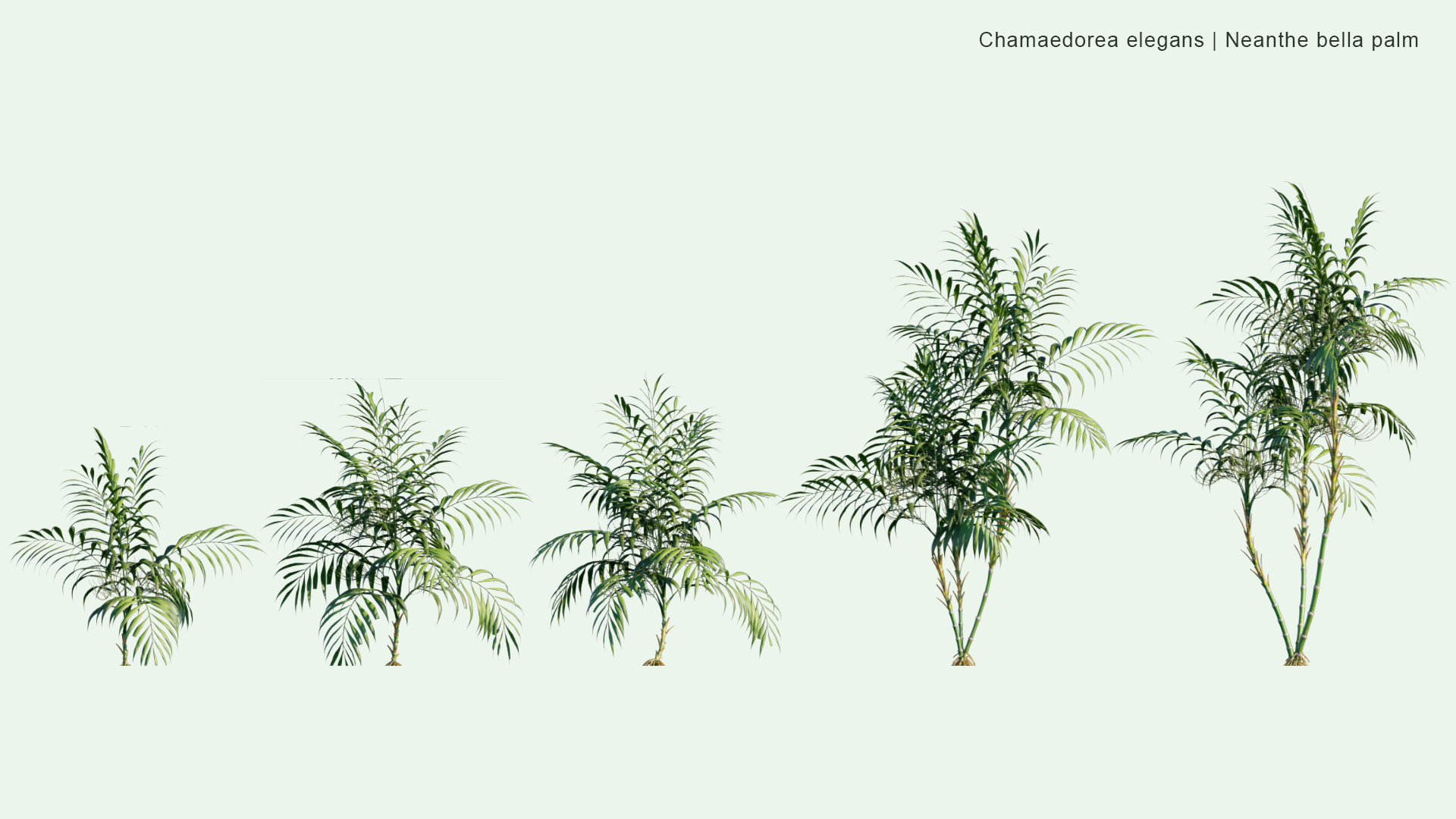 2D Chamaedorea Elegans - Neanthe Bella Palm, Parlour Palm
