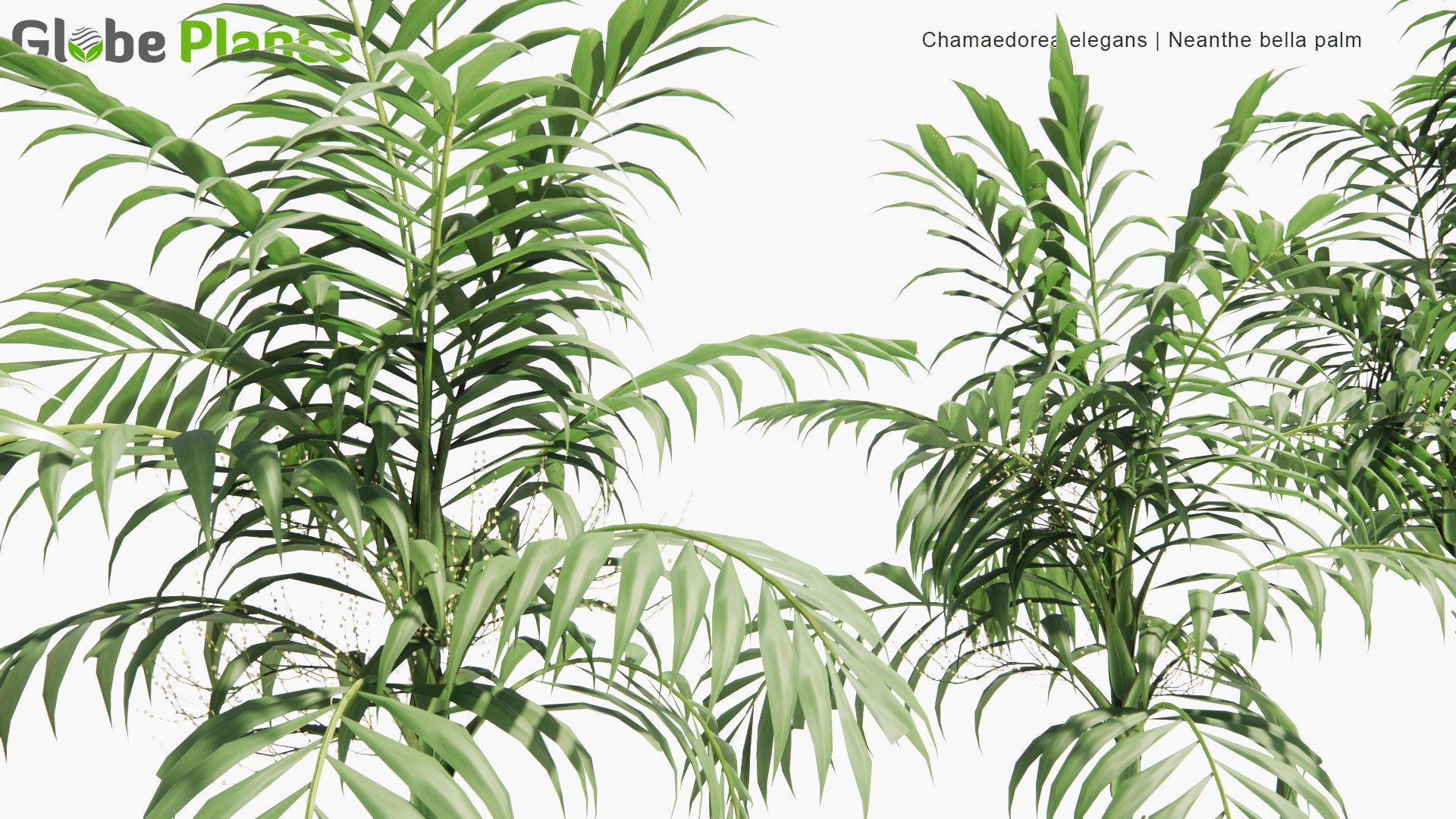 Low Poly Chamaedorea Elegans - Neanthe Bella Palm, Parlour Palm (3D Model)