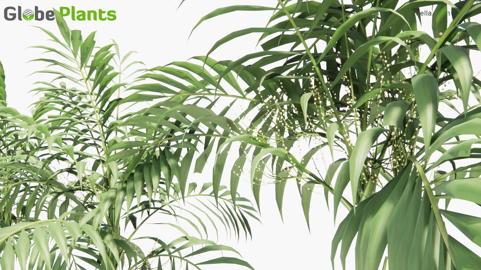 Low Poly Chamaedorea Elegans - Neanthe Bella Palm, Parlour Palm (3D Model)