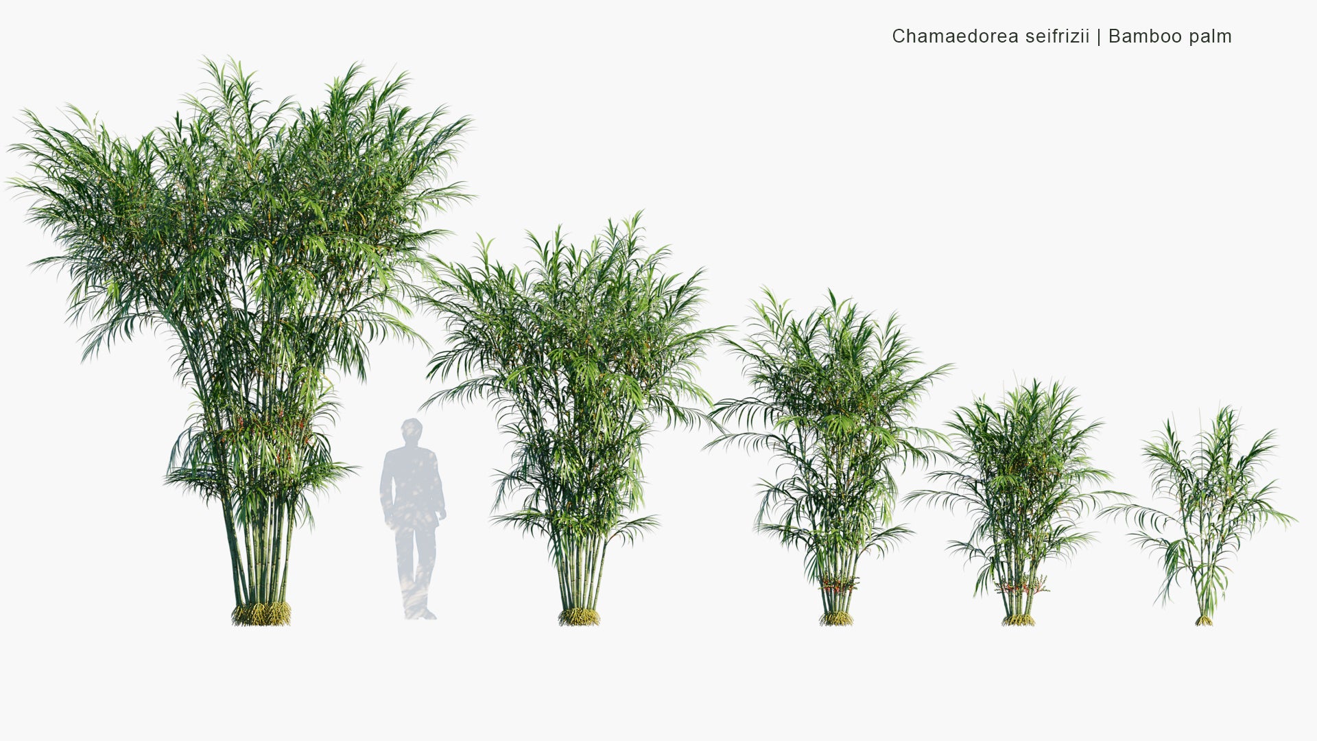 Chamaedorea Seifrizii - Bamboo Palm, Parlor Palm, Reed Palm (3D Model)