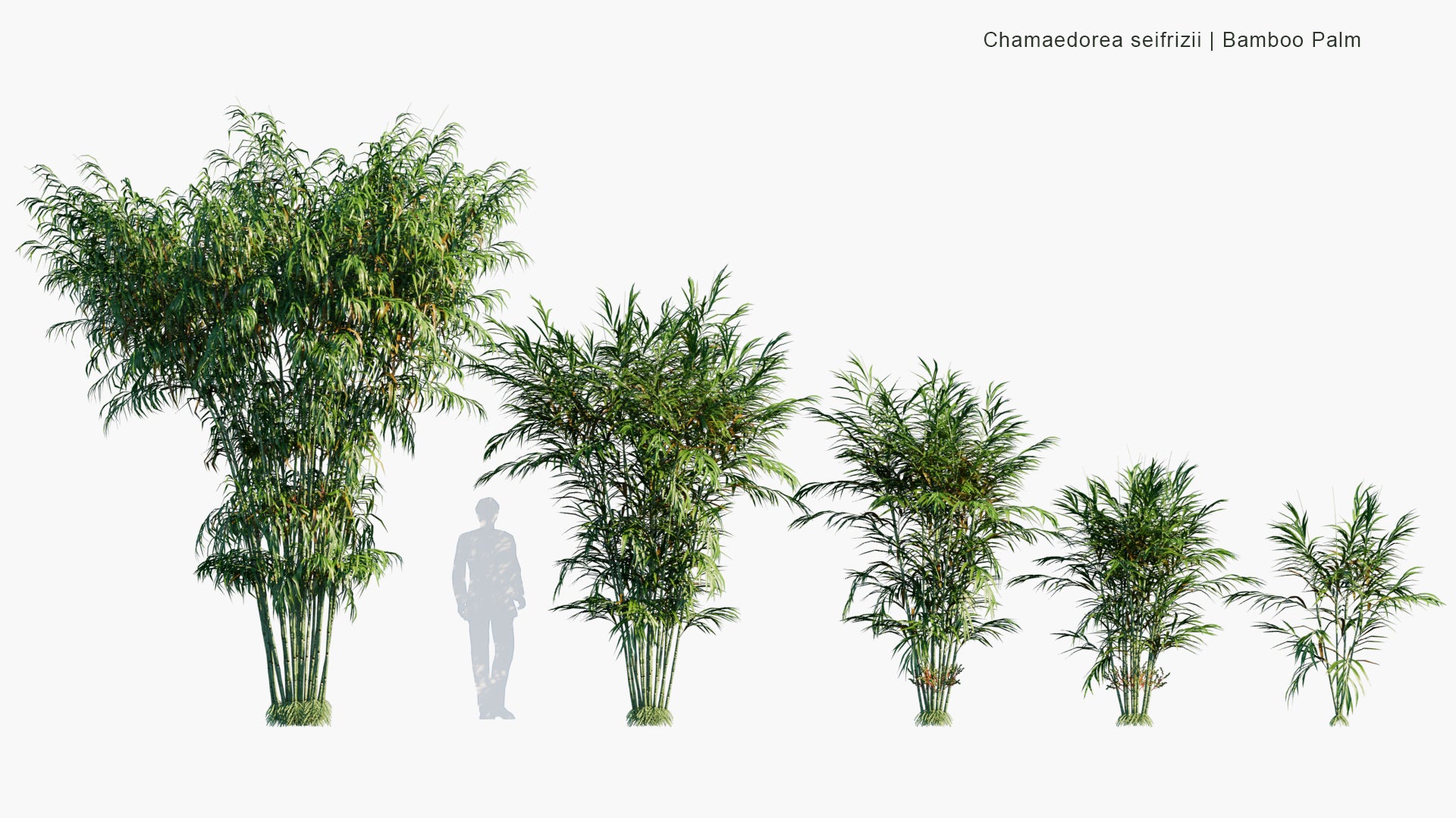 Low Poly Chamaedorea Seifrizii - Bamboo Palm, Parlor Palm, Reed Palm (3D Model)