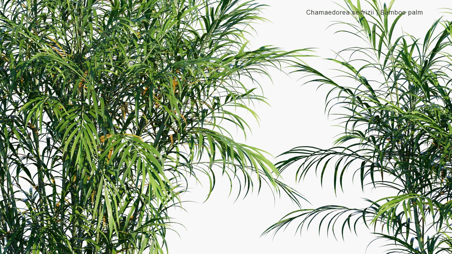 Chamaedorea Seifrizii - Bamboo Palm, Parlor Palm, Reed Palm (3D Model)
