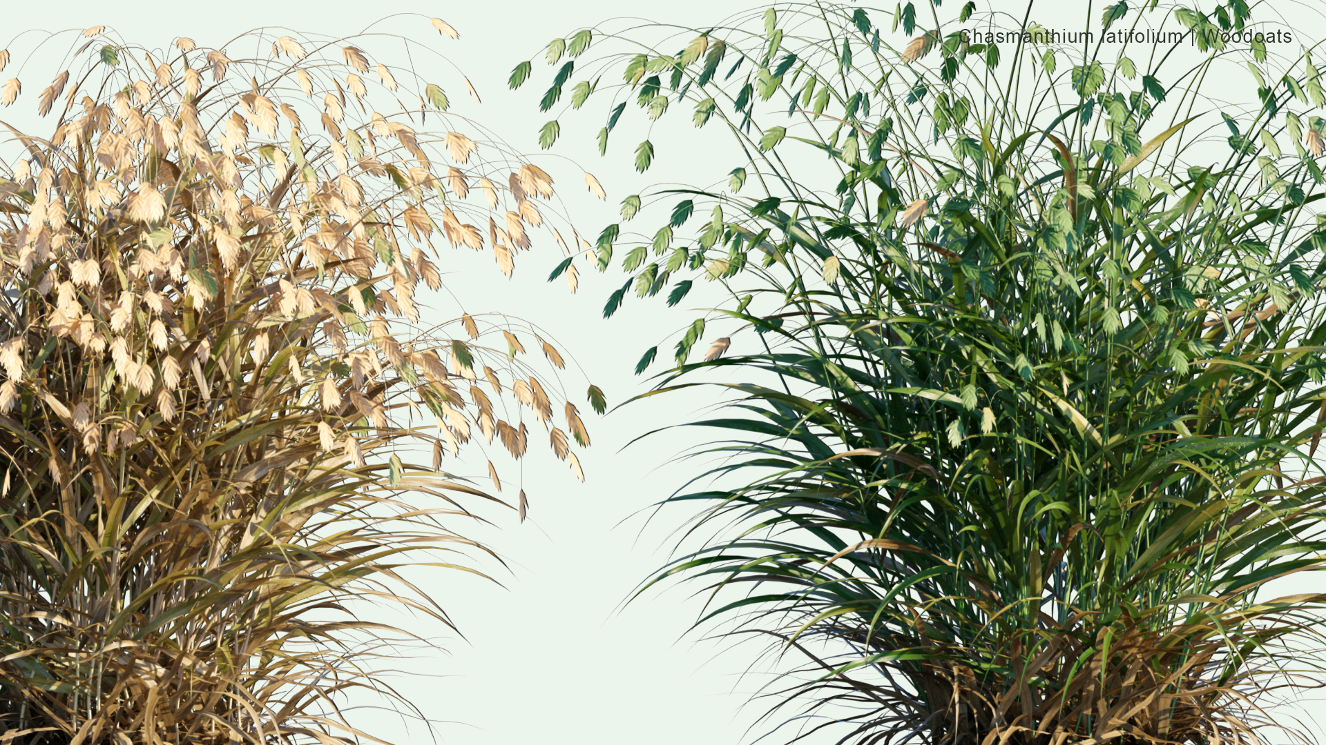 2D Chasmanthium Latifolium - Woodoats, Inland Sea Oats, Northern Sea Oats, River Oats