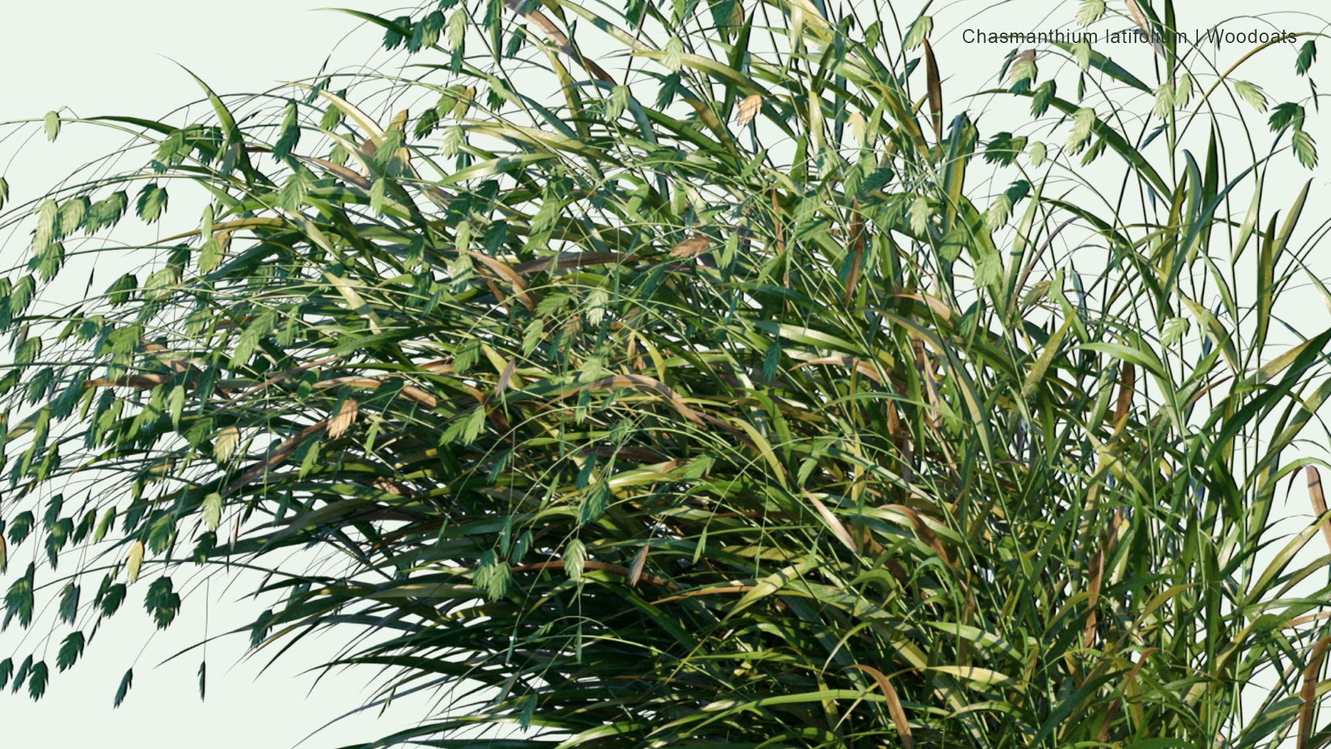 2D Chasmanthium Latifolium - Woodoats, Inland Sea Oats, Northern Sea Oats, River Oats