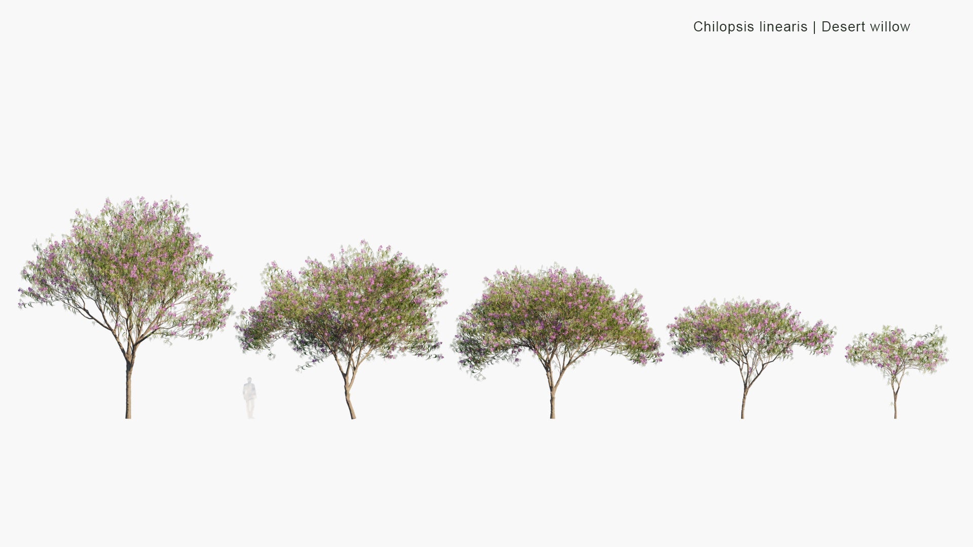 Low Poly Chilopsis Linearis - Desert Willow (3D Model)
