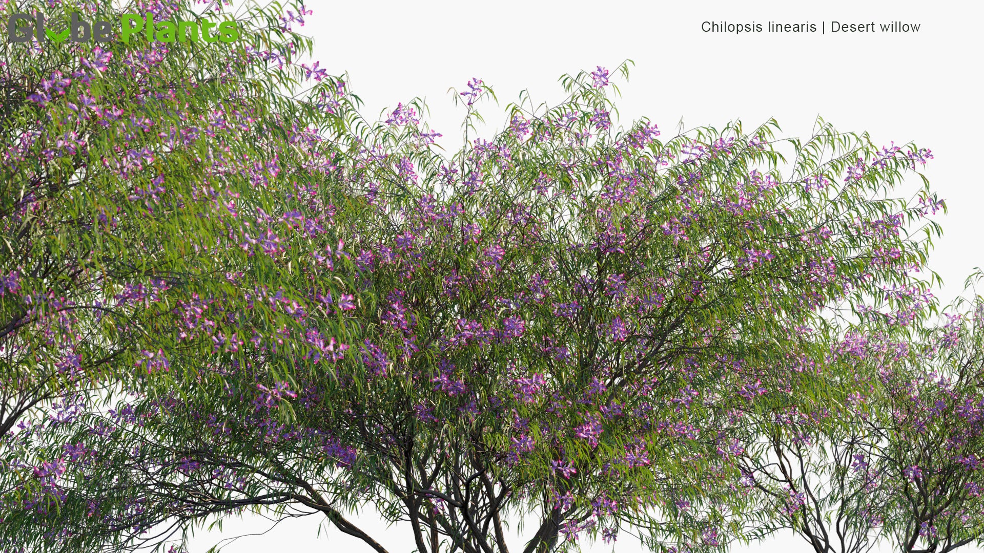 Low Poly Chilopsis Linearis - Desert Willow (3D Model)