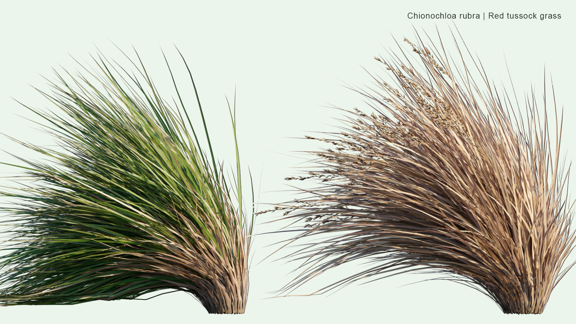 2D Chionochloa Rubra - Red Tussock Grass