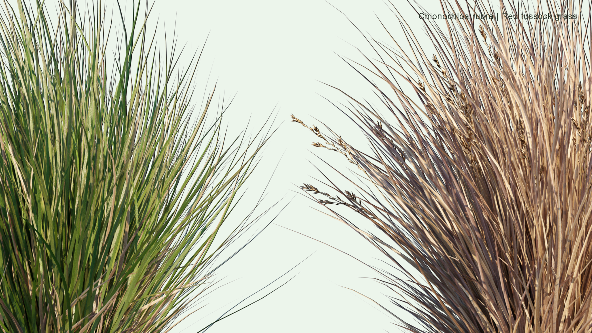 2D Chionochloa Rubra - Red Tussock Grass