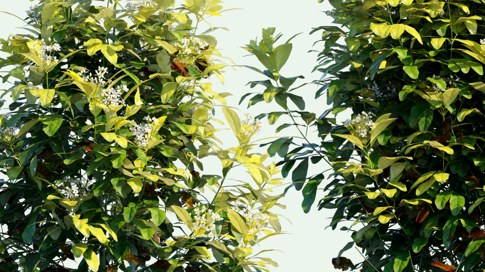 2D Choisya Ternata 'Moonsleeper' - Goldfingers, Mexican Orange Blossom