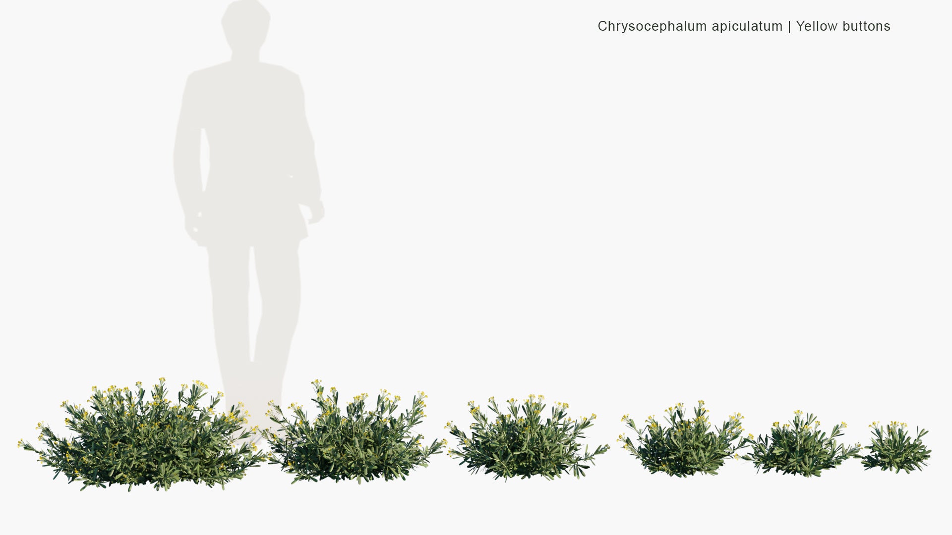 Low Poly Chrysocephalum Apiculatum - Common Everlasting, Yellow Buttons (3D Model)