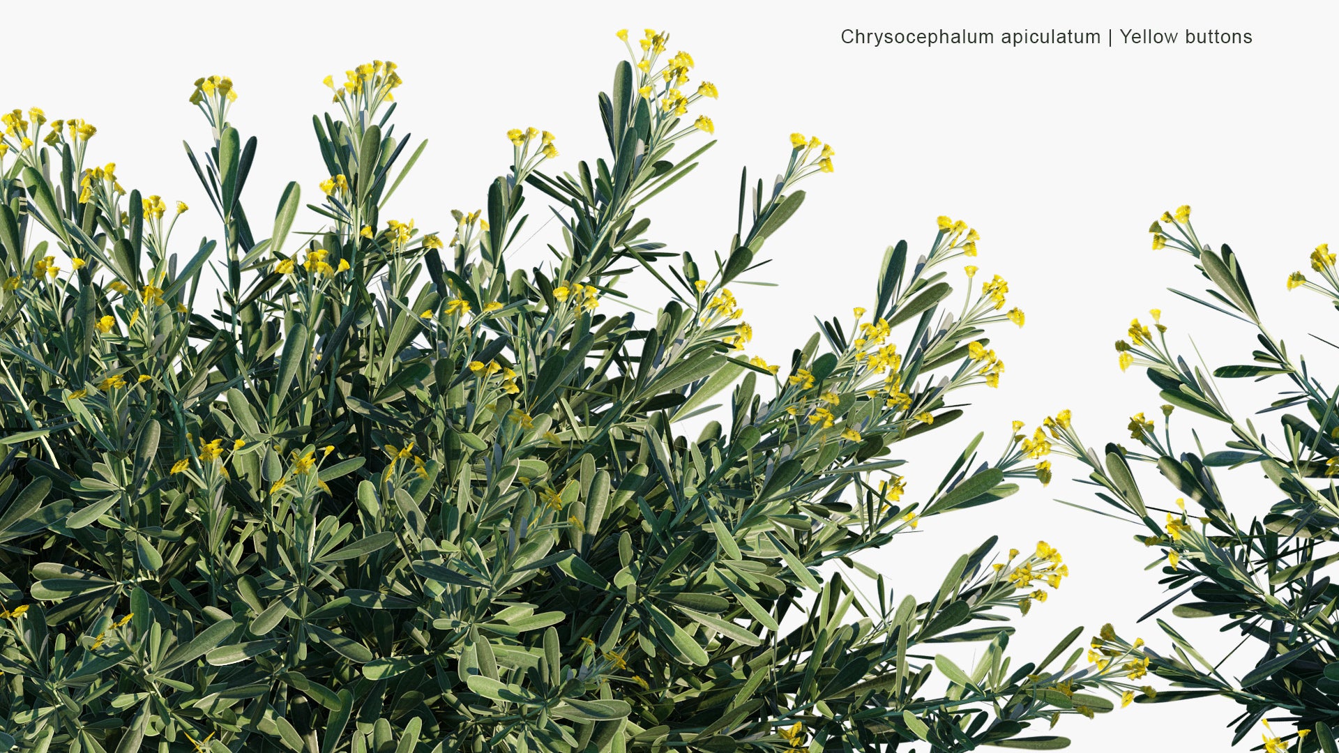 Low Poly Chrysocephalum Apiculatum - Common Everlasting, Yellow Buttons (3D Model)