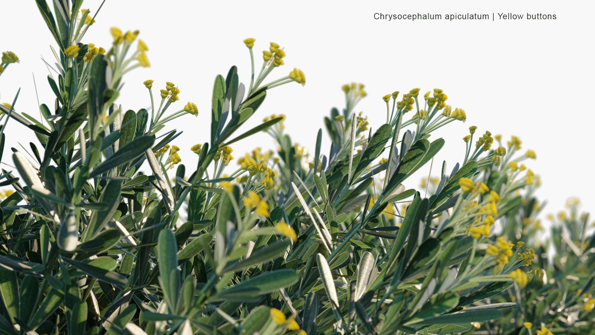 Low Poly Chrysocephalum Apiculatum - Common Everlasting, Yellow Buttons (3D Model)