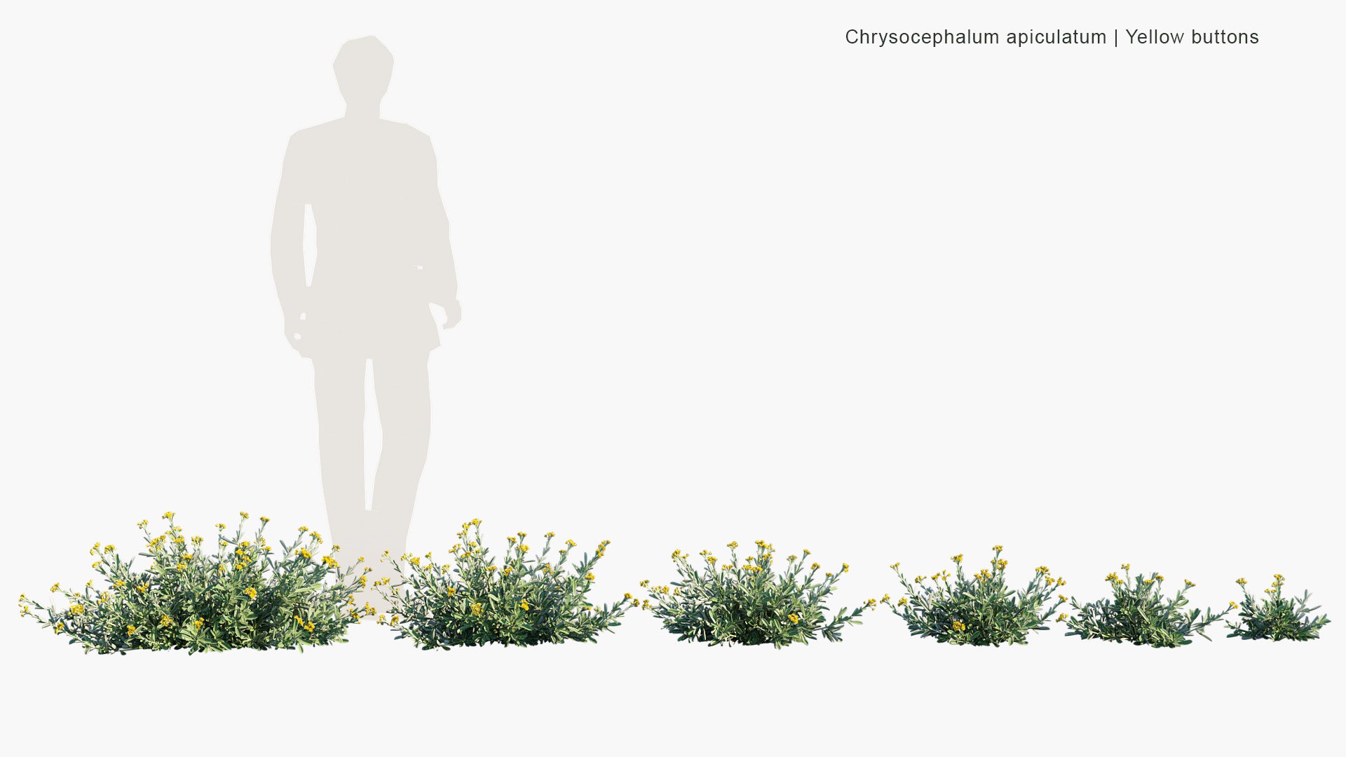 Chrysocephalum Apiculatum - Common Everlasting, Yellow Buttons (3D Model)