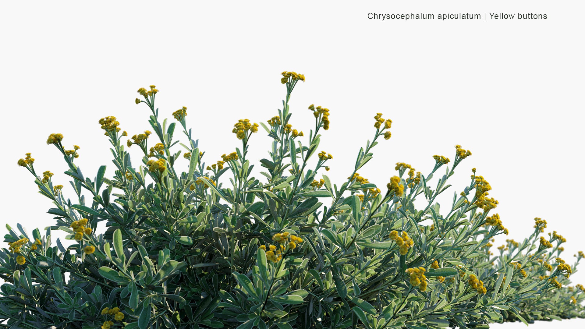 Chrysocephalum Apiculatum - Common Everlasting, Yellow Buttons (3D Model)