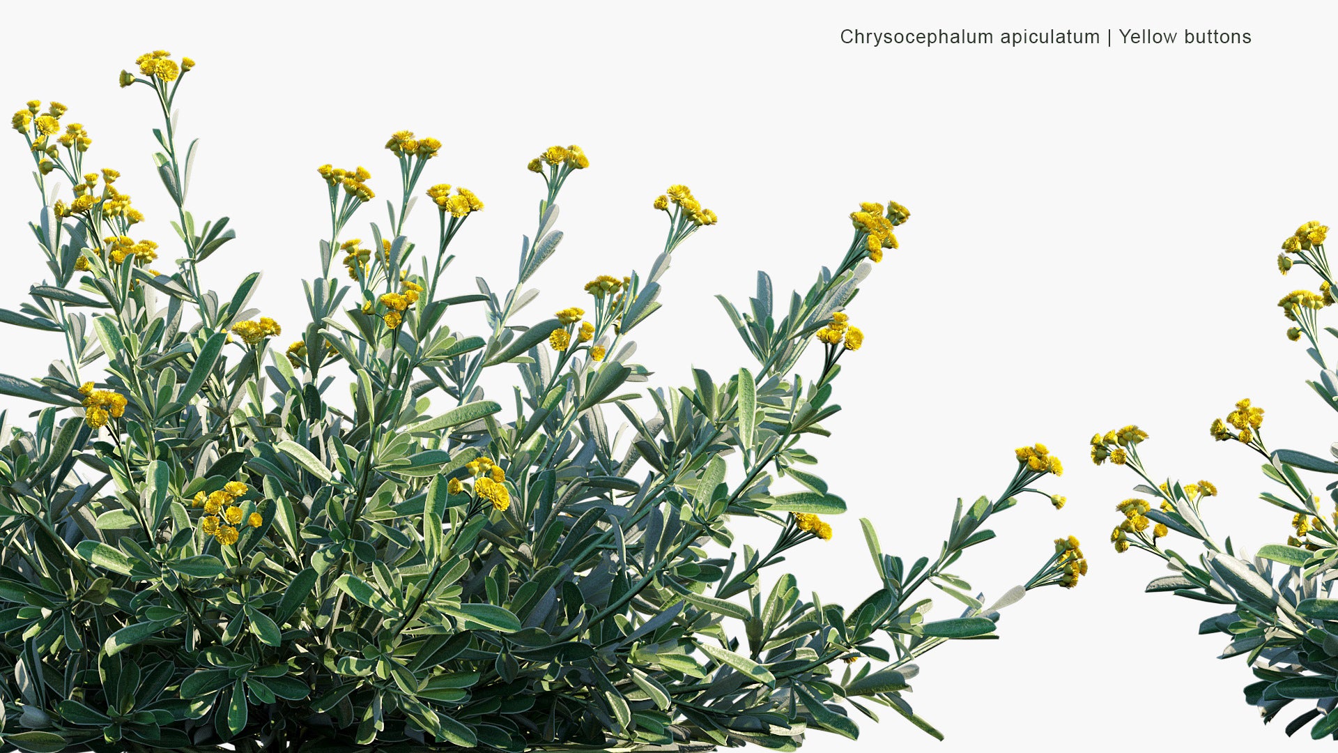 Chrysocephalum Apiculatum - Common Everlasting, Yellow Buttons (3D Model)