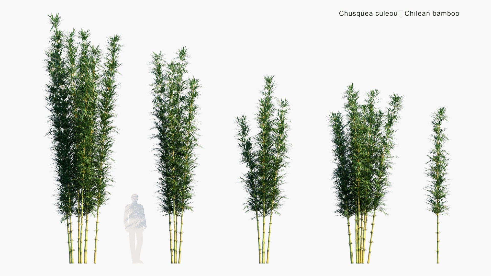 Low Poly Chusquea Culeou - Chilean Bamboo, Caña Coligüe, Colihue (3D Model)