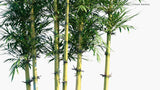Load image into Gallery viewer, Chusquea Culeou - Chilean Bamboo, Caña Coligüe, Colihue