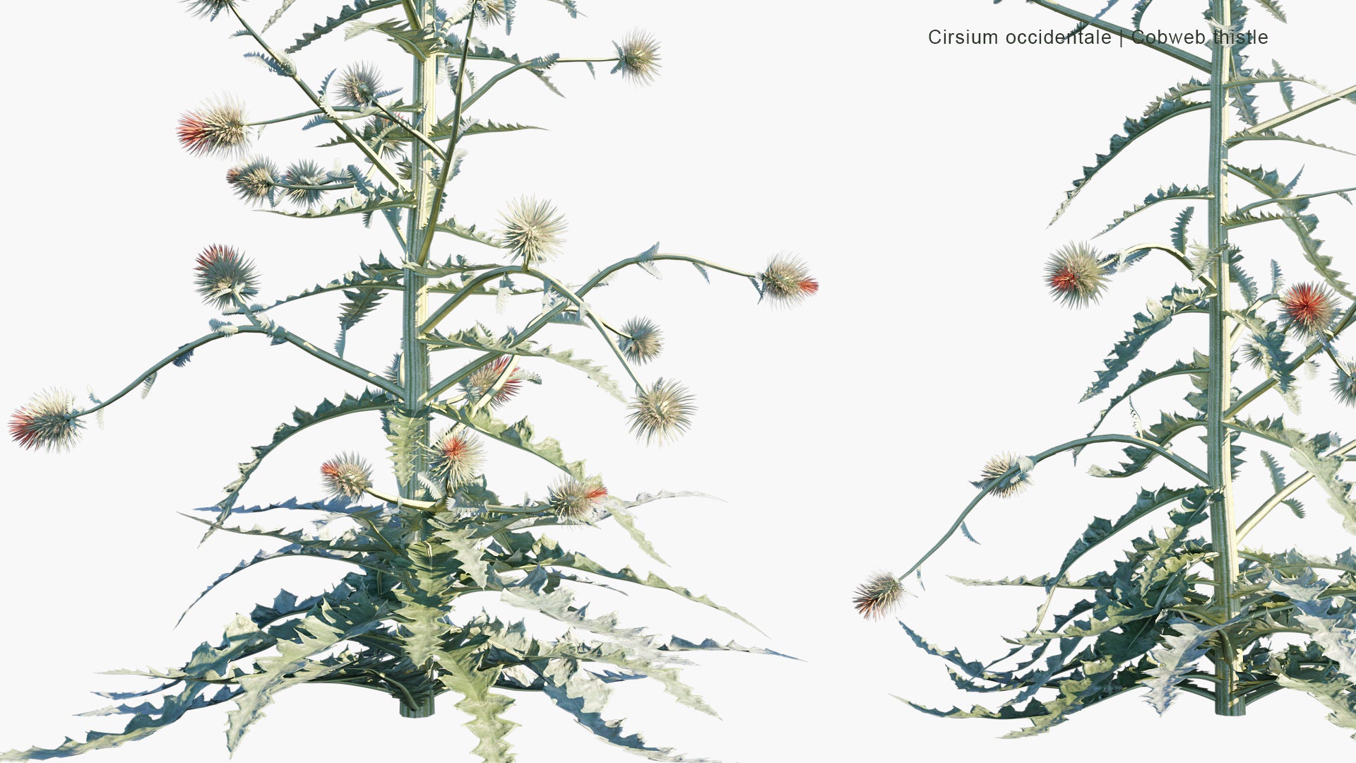 Cirsium Occidentale - Cobweb Thistle, Cobwebby Thistle (3D Model)