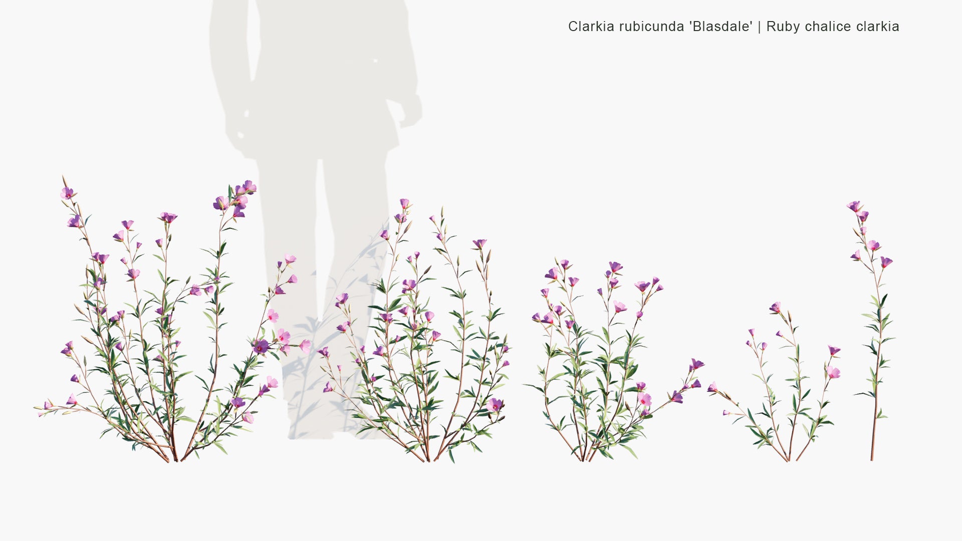 Low Poly Clarkia Rubicunda 'Blasdale' - Ruby Chalice Clarkia (3D Model)