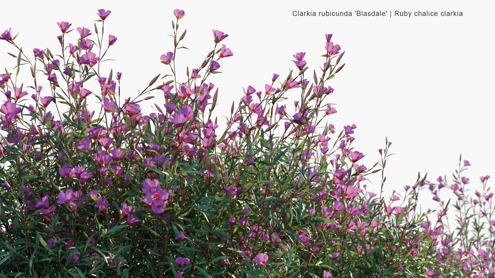 Low Poly Clarkia Rubicunda 'Blasdale' - Ruby Chalice Clarkia (3D Model)
