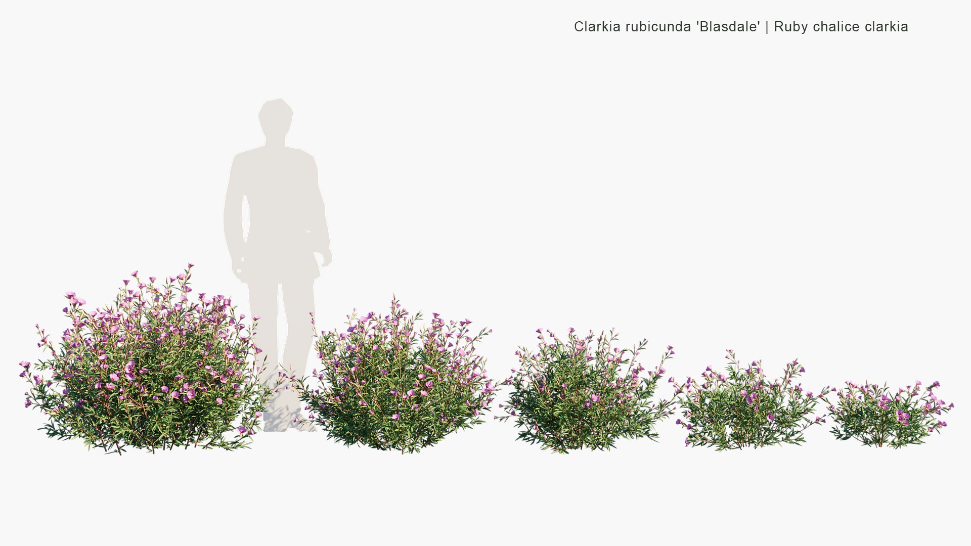 Clarkia Rubicunda 'Blasdale' - Ruby Chalice Clarkia (3D Model)