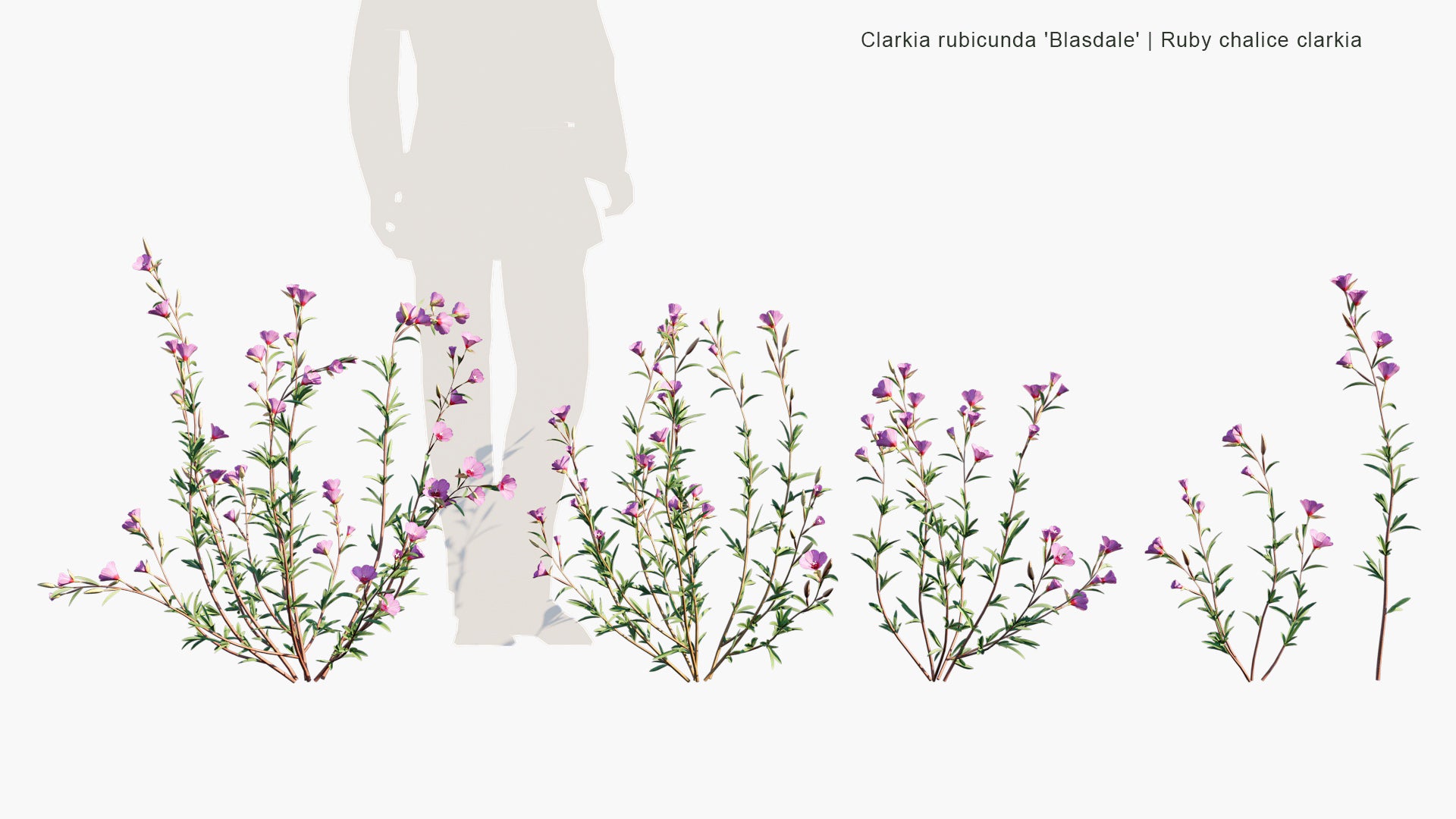 Clarkia Rubicunda 'Blasdale' - Ruby Chalice Clarkia (3D Model)