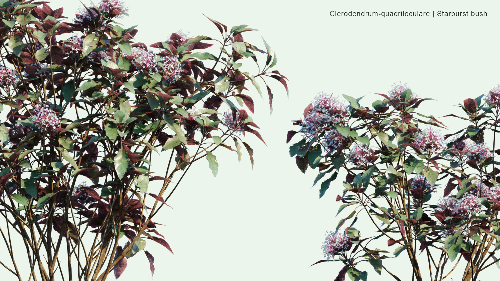 2D Clerodendrum Quadriloculare - Starburst Bush