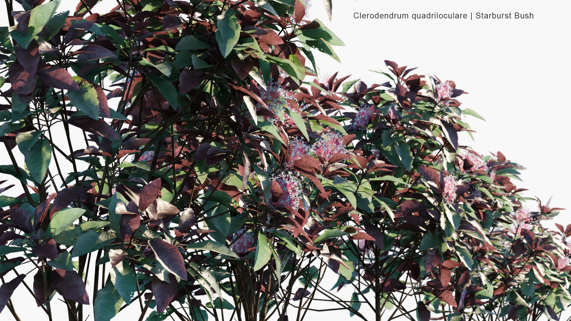 Low Poly Clerodendrum Quadriloculare - Starburst Bush (3D Model)