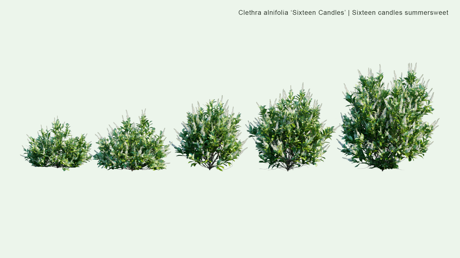 2D Clethra Alnifolia 'Sixteen Candles' - Sixteen Candles Summersweet