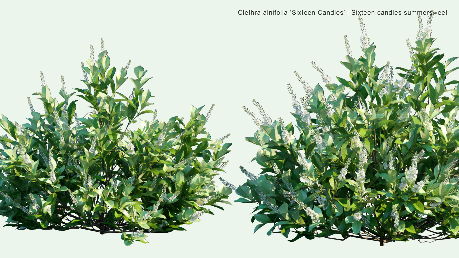 2D Clethra Alnifolia 'Sixteen Candles' - Sixteen Candles Summersweet