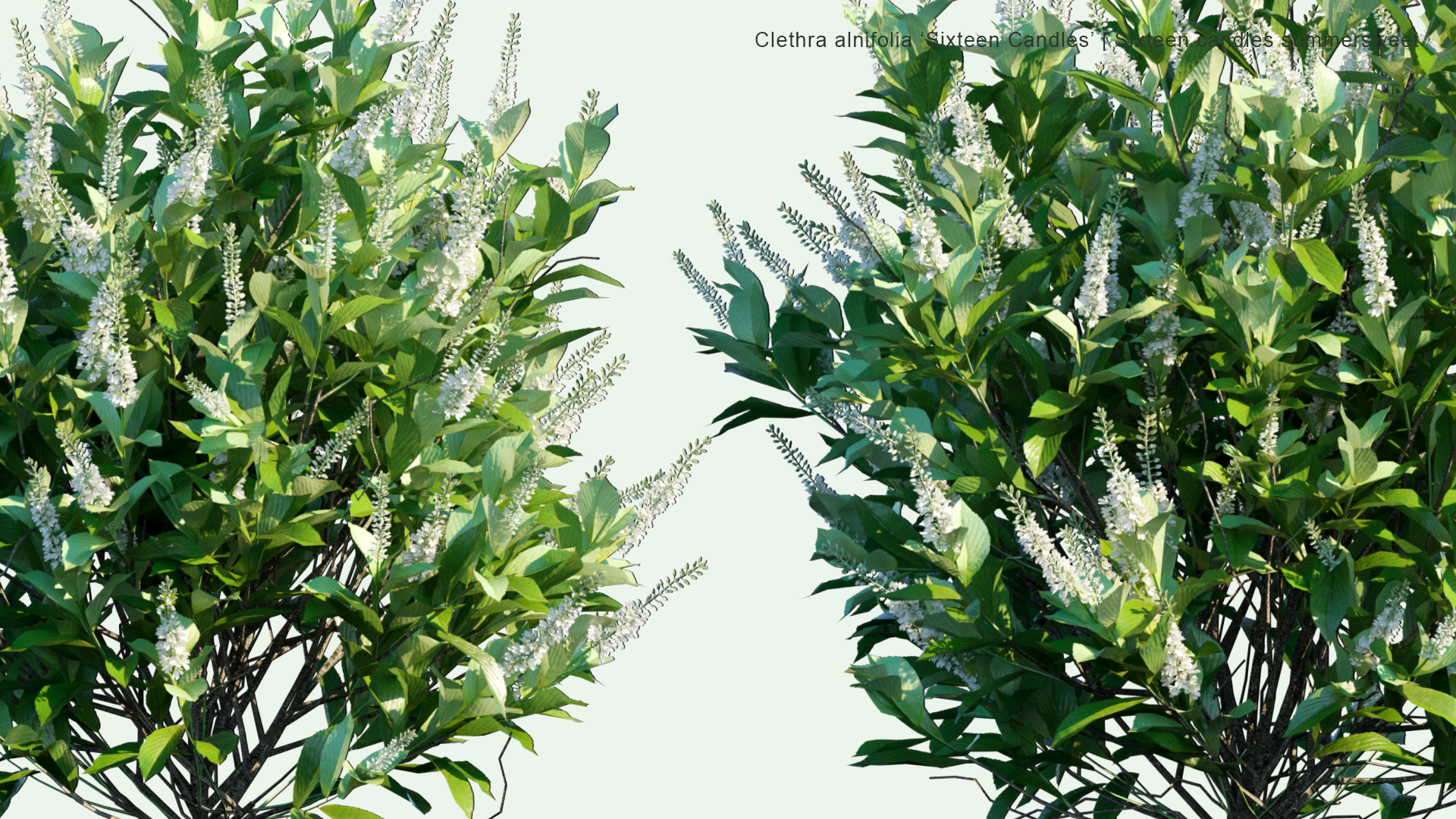 2D Clethra Alnifolia 'Sixteen Candles' - Sixteen Candles Summersweet