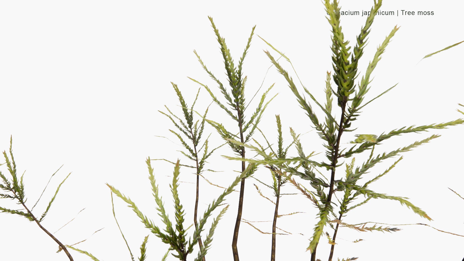 Low Poly Climacium Japonicum - Tree Moss (3D Model)