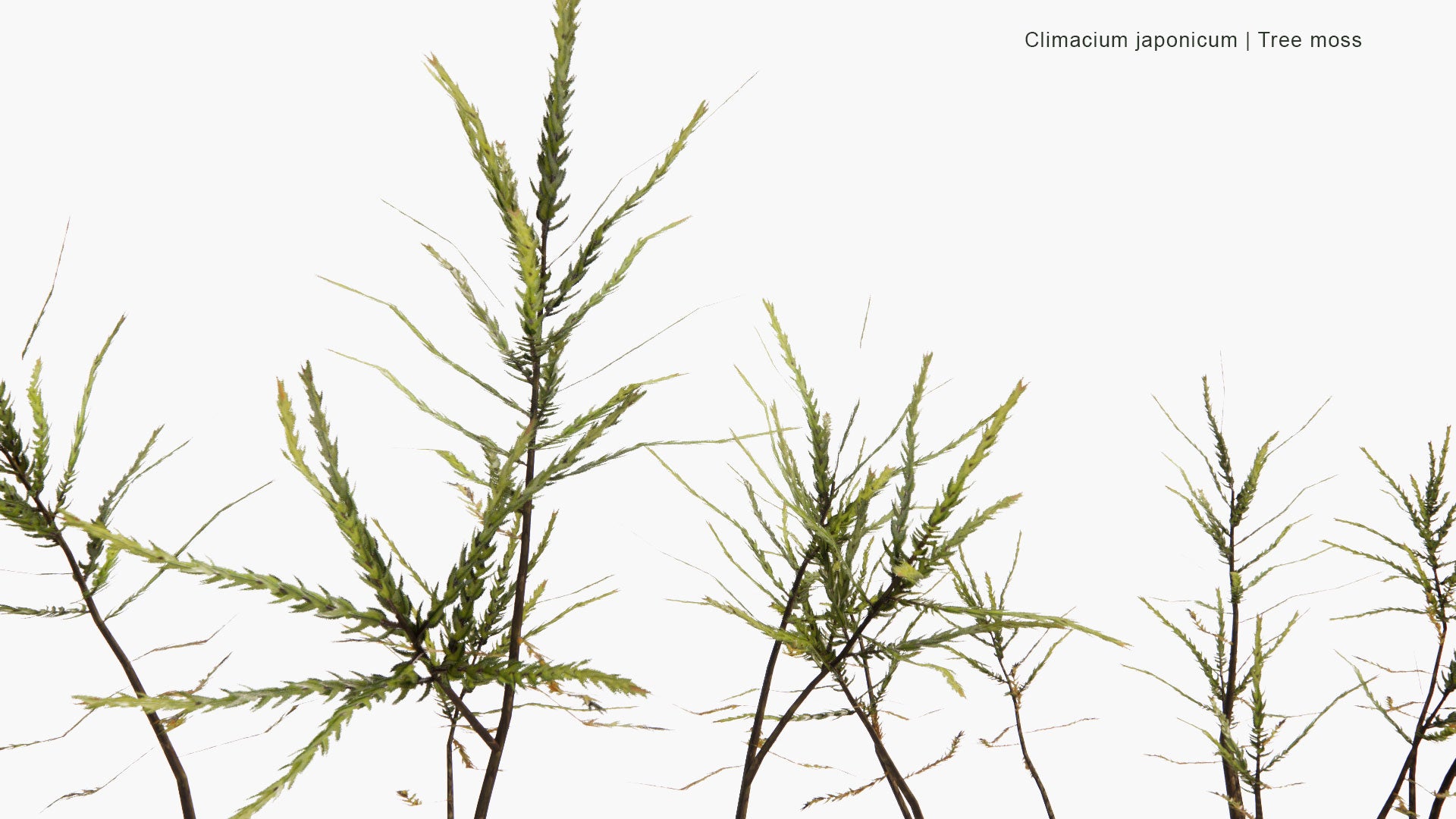 Low Poly Climacium Japonicum - Tree Moss (3D Model)