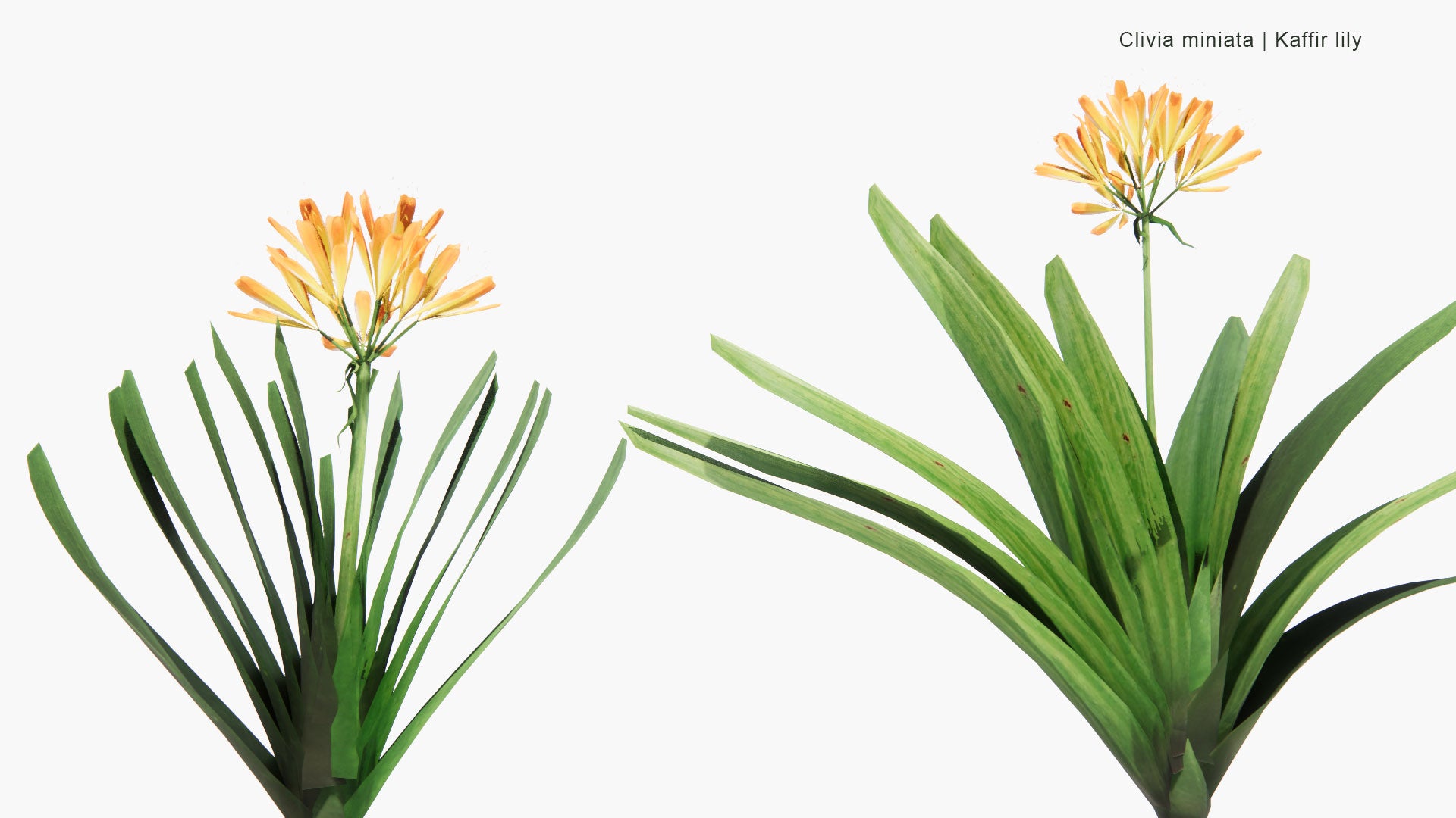 Low Poly Clivia Miniata - Natal Lily, Bush Lily, Kaffir Lily (3D Model)