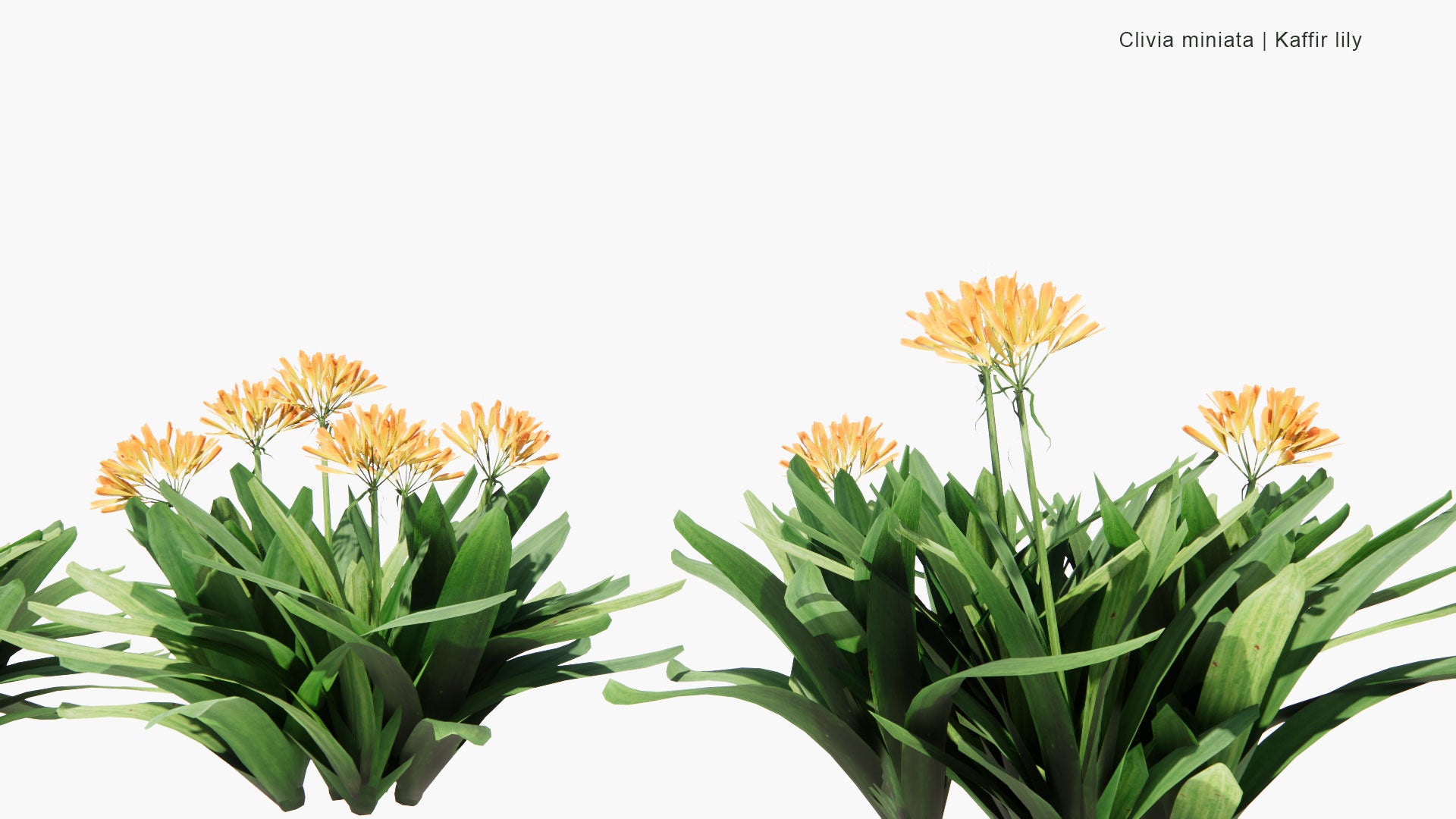 Low Poly Clivia Miniata - Natal Lily, Bush Lily, Kaffir Lily (3D Model)