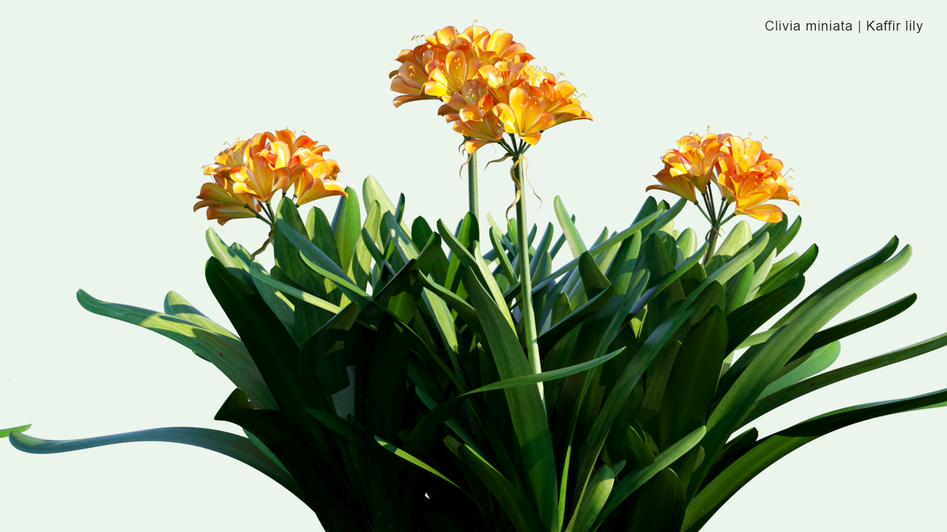 2D Clivia Miniata - Natal Lily, Bush Lily, Kaffir Lily