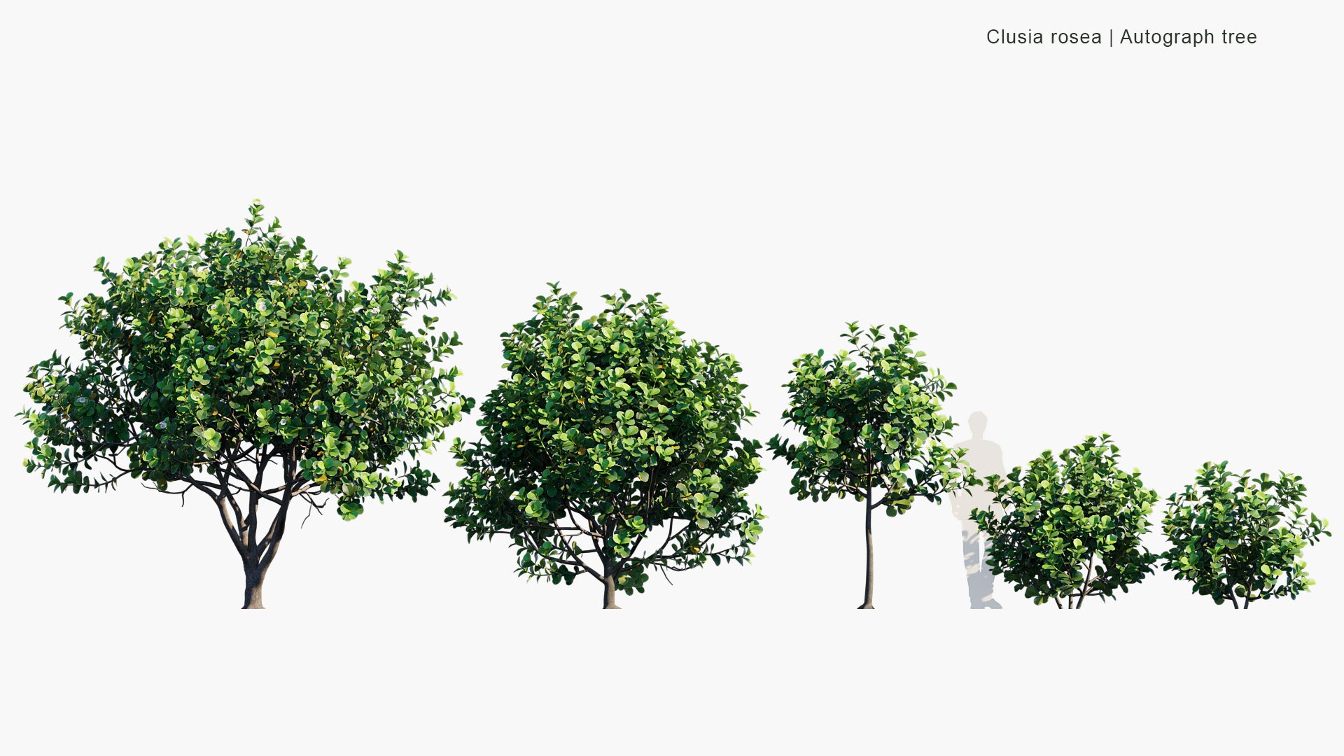 Clusia Rosea - Autograph Tree, Copey, Balsam Apple, Pitch-apple, Scotch Attorney (3D Model)