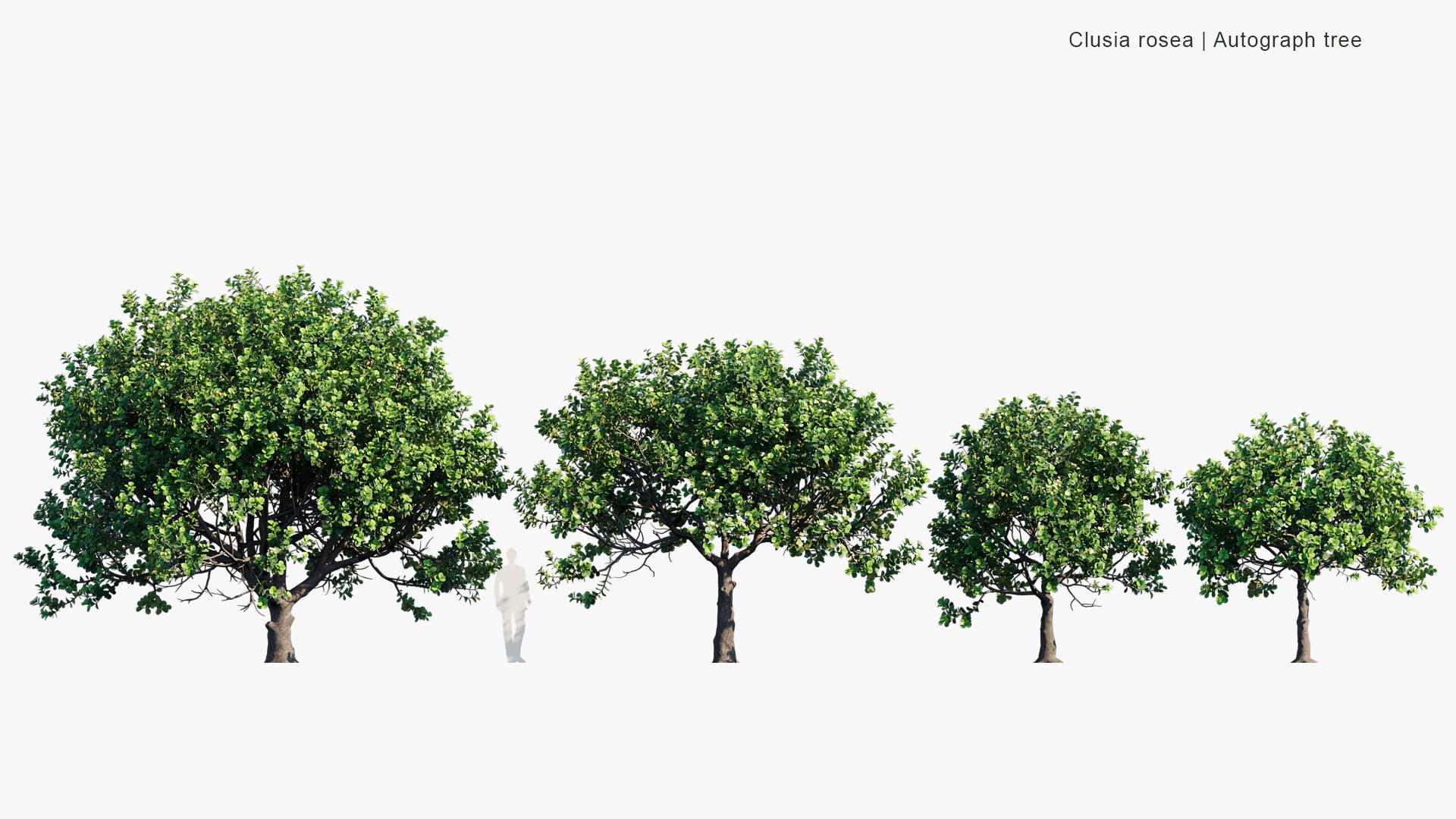 Clusia Rosea - Autograph Tree, Copey, Balsam Apple, Pitch-apple, Scotch Attorney (3D Model)