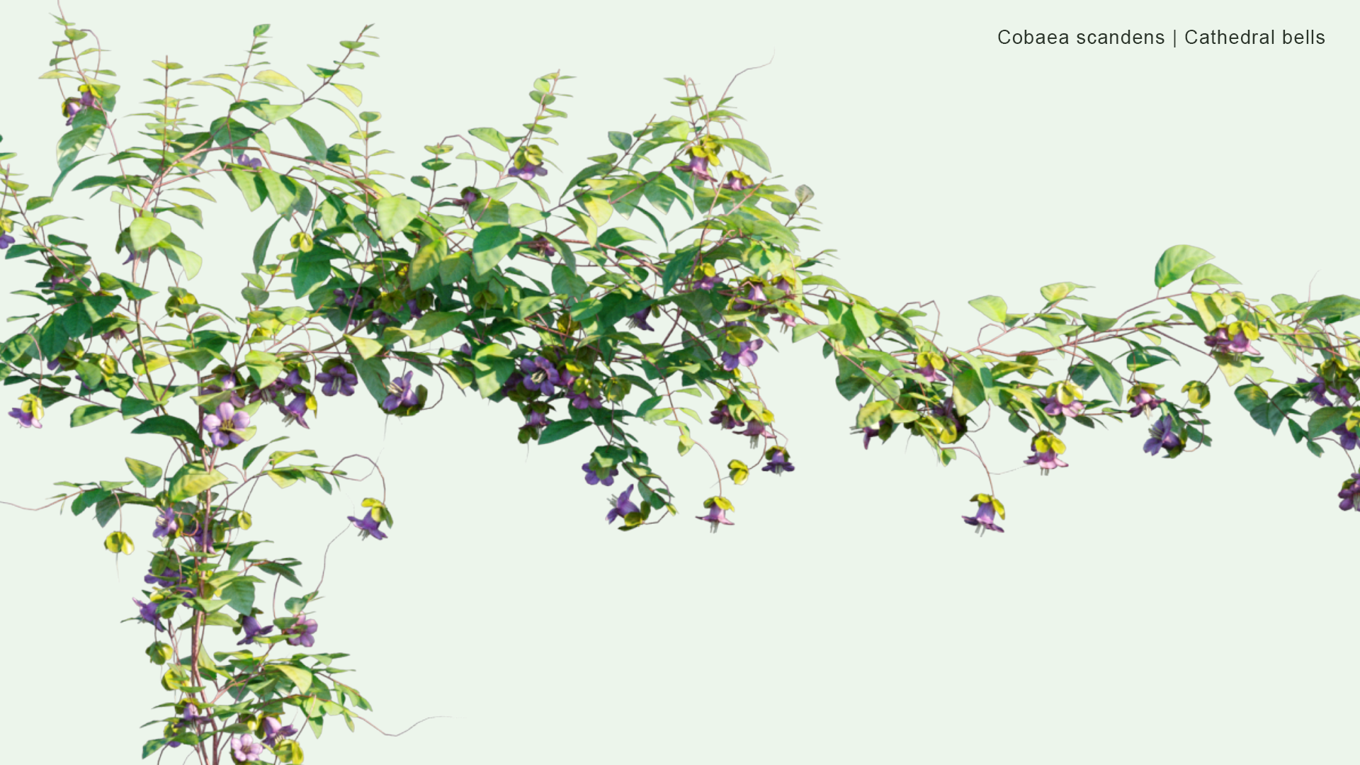 2D Cobaea Scandens - Cup-and-saucer Vine, Cathedral Bells, Mexican Ivy, Monastery Bells