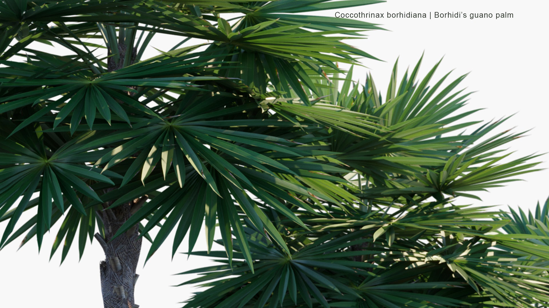 Coccothrinax Borhidiana - Guano, Borhidi's Guano Palm (3D Model)