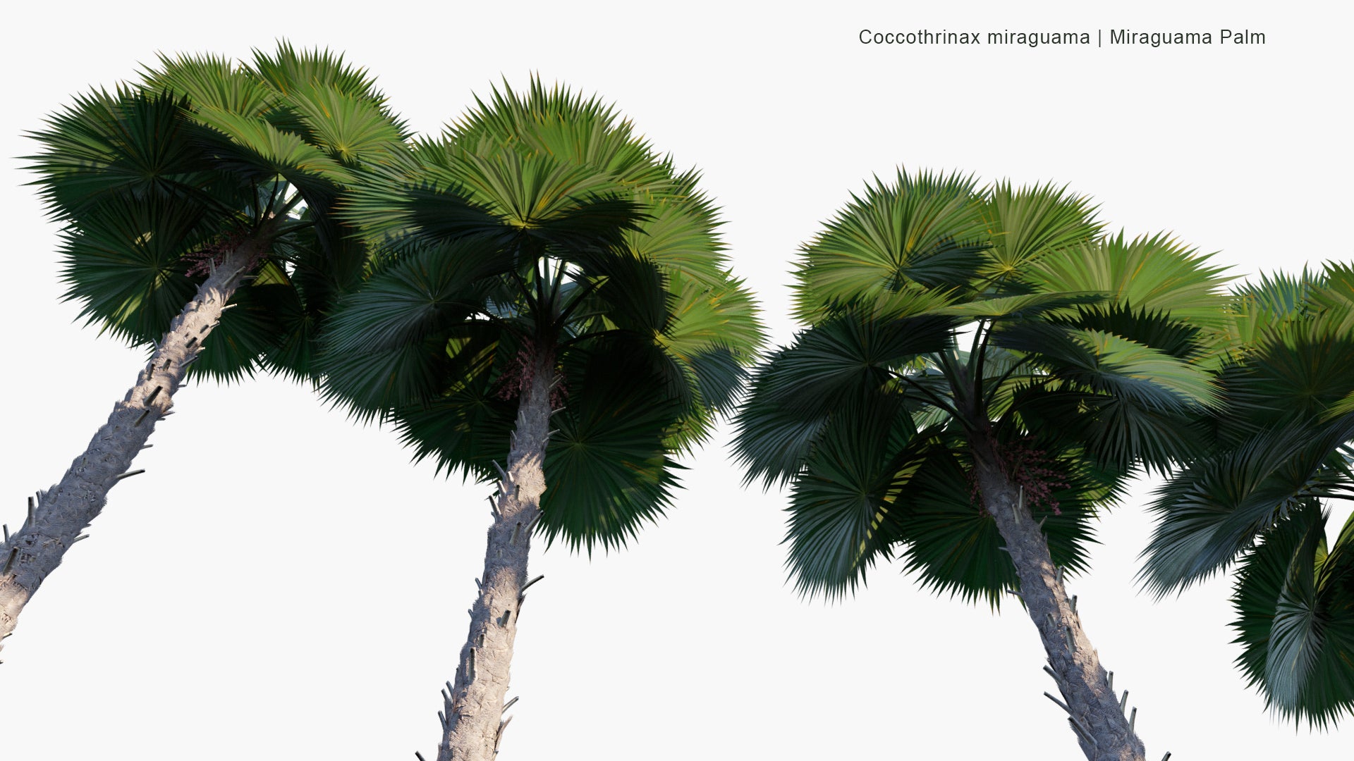 Low Poly Coccothrinax Miraguama - Miraguama Palm (3D Model)