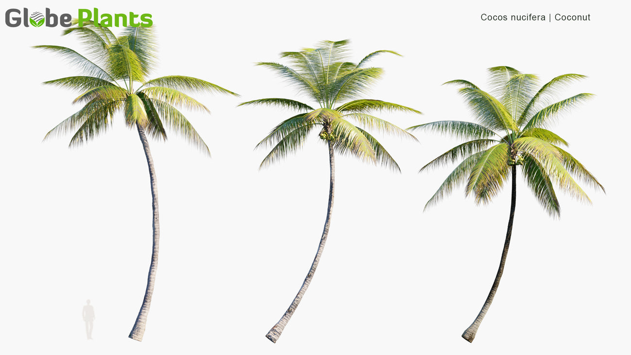 Cocos Nucifera - Coconut Tree