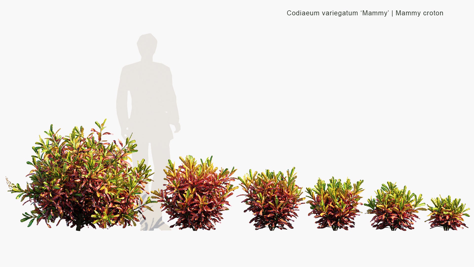 Codiaeum Variegatum 'Mammy' - Mammy Croton (3D Model)