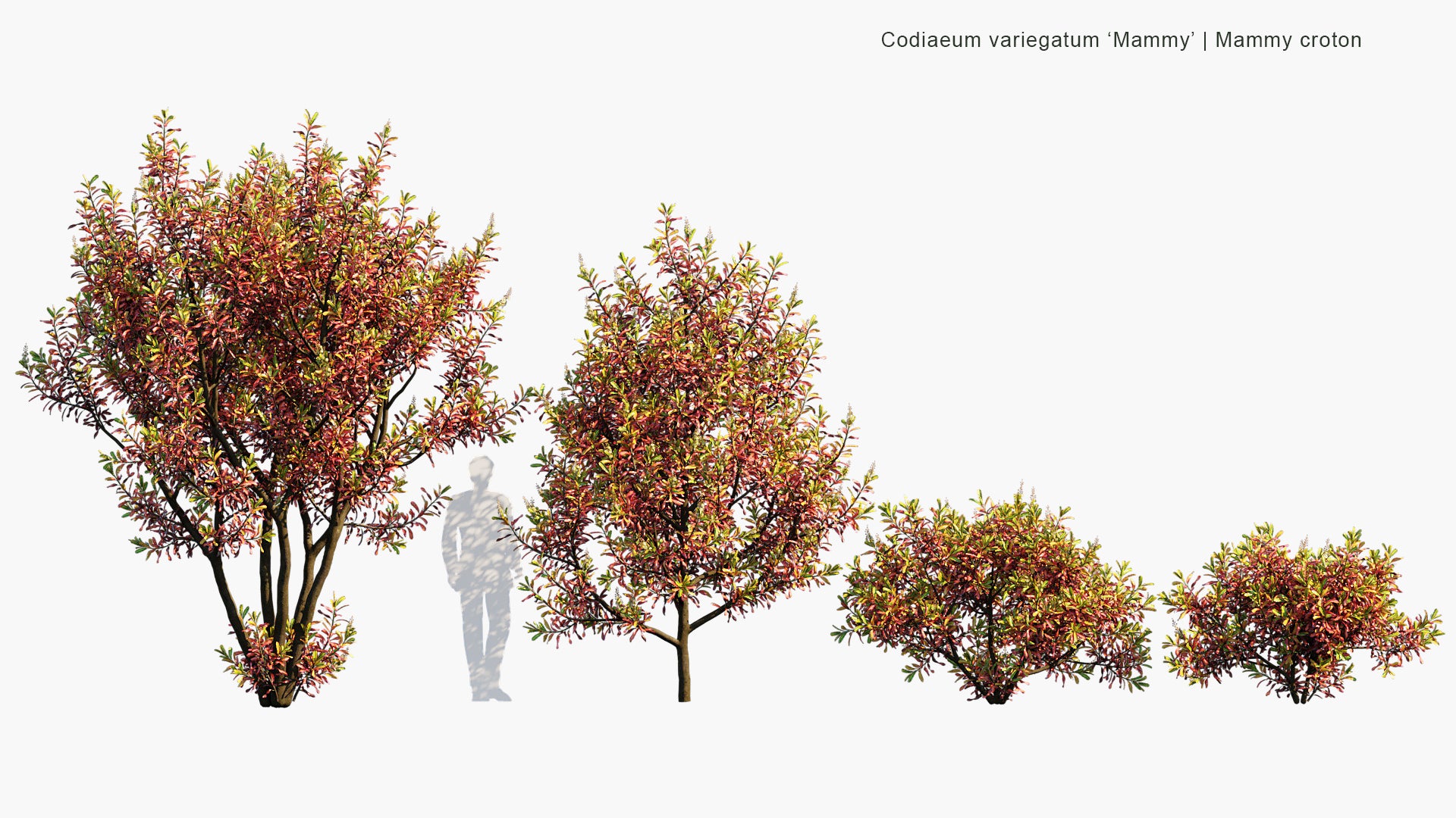 Codiaeum Variegatum 'Mammy' - Mammy Croton (3D Model)