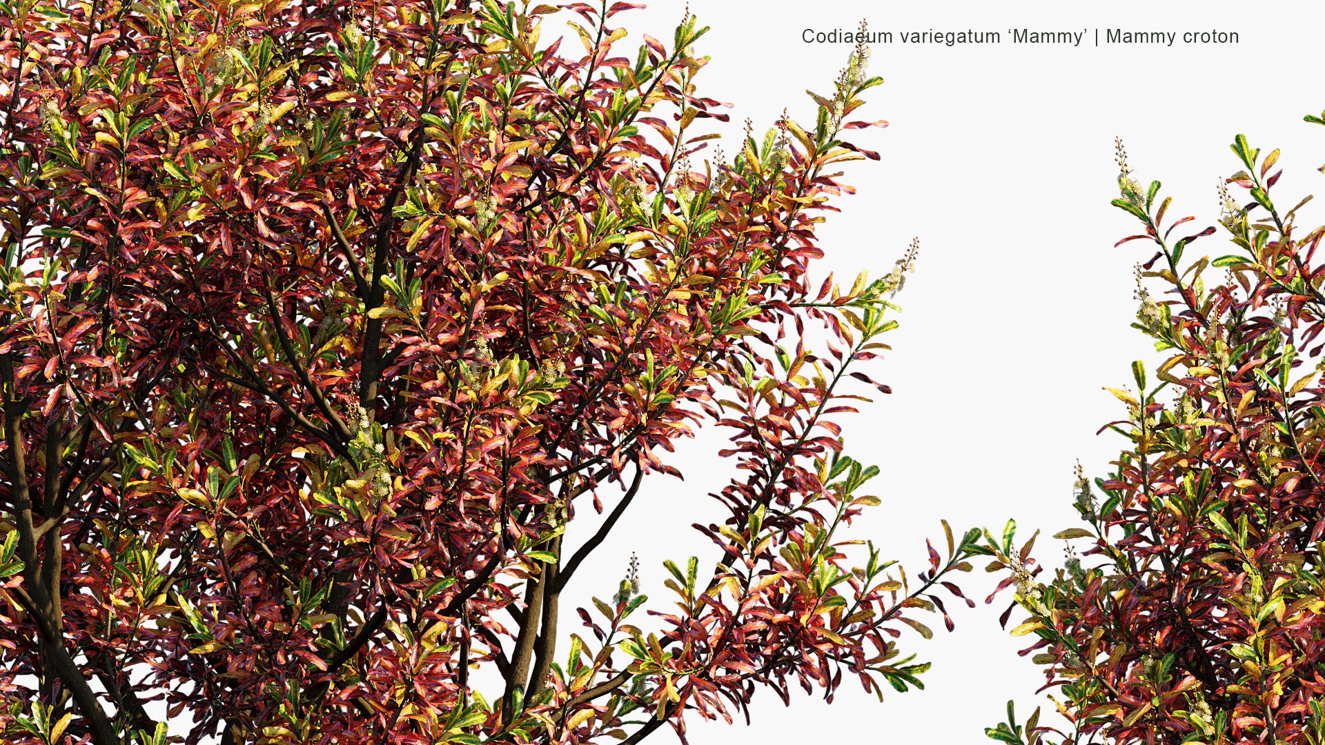 Codiaeum Variegatum 'Mammy' - Mammy Croton (3D Model)