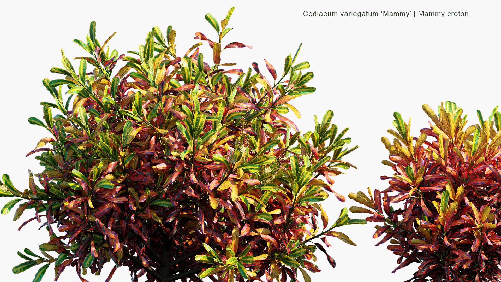 Codiaeum Variegatum 'Mammy' - Mammy Croton (3D Model)