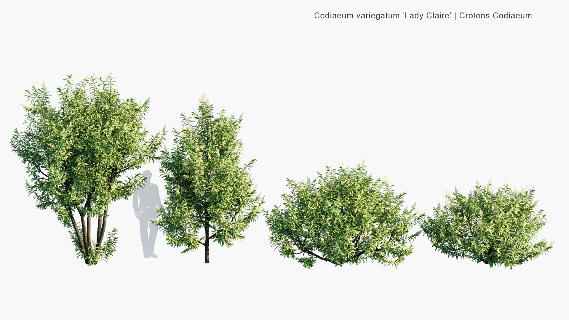 Low Poly Codiaeum Variegatum 'Lady Claire' - Lady Claire Croton (3D Model)