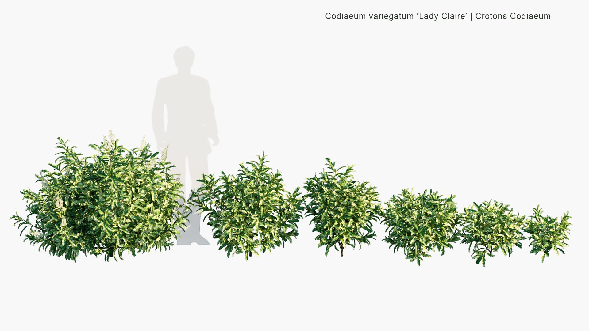 Low Poly Codiaeum Variegatum 'Lady Claire' - Lady Claire Croton (3D Model)