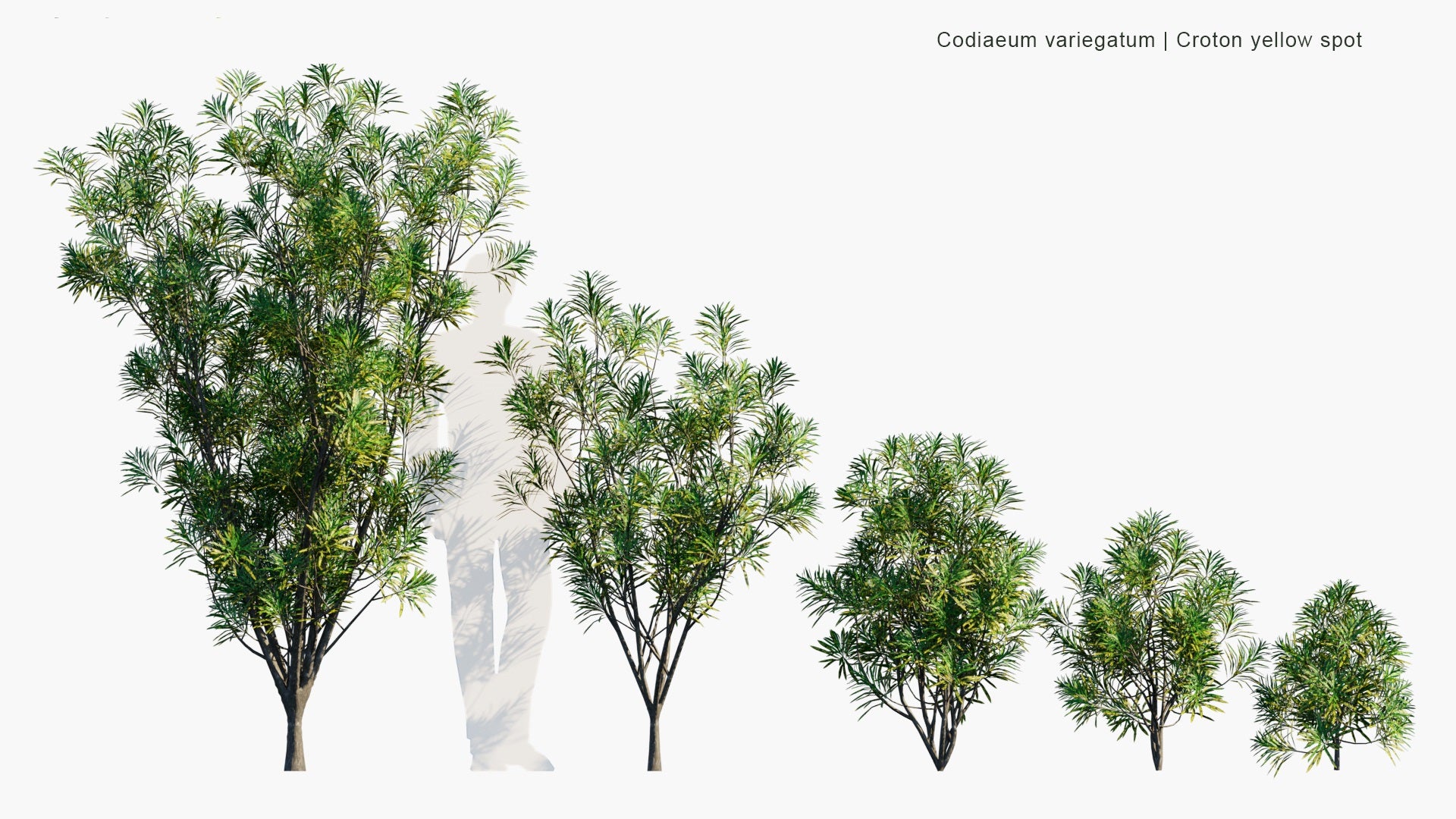 Low Poly Codiaeum Variegatum - Croton Yellow Spot (3D Model)